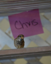 Chris the bird.